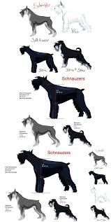 Black And Silver Giant Schnauzer Puppies For Sale Schnauzers Big Dogs And Puppies In 2020 Schnauzer Breed Schnauzer Grooming Mini Schnauzer Puppies