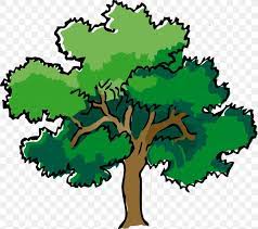 Narra tree (pterocarpus) the philippine national tree is the sturdy and durable narra, which symbolizes the filipino people's indomitable spirit and strength of character. Narra Tree Oak Clip Art Png 1920x1703px Narra Arecaceae Forest Free Content Grass Download Free