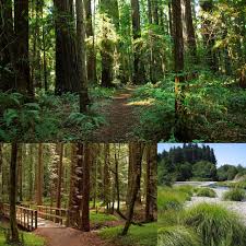 Pin By Maribel Myfabcloset On Travel Summer Road Trip Day Trips Forest Road