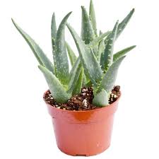 Image result for Aloe carnea
