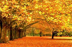 Maple Leaf Printed Wall Paper Rolls Mural Textured Wallpaper Living Room Chinese Classical Photo Murals Herfst Landschap Herfst Foto S Herfst Bomen