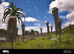 Image result for Aloe excelsa