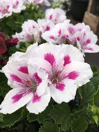 Martha washington geranium care how big do martha washington geraniums get? Geranium Regal Martha Washington Elegance Royalty White Horlings Plants