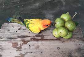 British wild birds can eat all types of fruits, including those native to uk and any imported, exotic, tropical fruit can be offered. Can Parrots Eat Citrus Fruit Lemons Limes Grapefruit Oranges