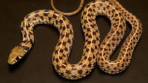 The most common victims are snails. Kansas Herpetofaunal Atlas