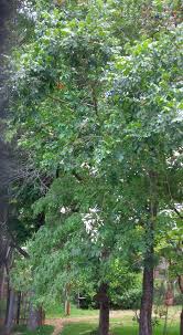 Image result for Zanha africana