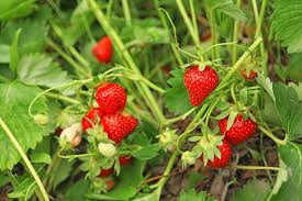 Using a garden trowel instead of a shovel works better. How Long Does It Take To Grow Strawberries Top Facts