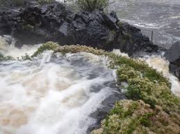 Image result for Inversodicraea