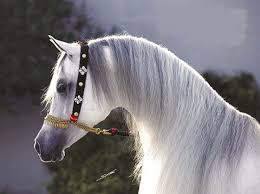 الخيل العربي الأصيل صور مـنتدى قبيلـة العجمـان Horse Background Arabian Horse Horses