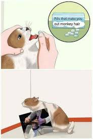 Monkey Haircut Funny Memes Stupid Memes Stupid Funny Memes