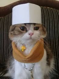 Sapi bisa membajak sawah, menghasilkan susu, dan. Pak Haji Cats Paks Animals