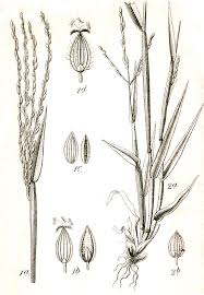 Image result for Digitaria seriata