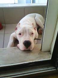 dogo argentino yup our emmanuel is totally this breed mixed with arjantin fotograf