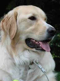 Usually not suitable for apartment life, these watchdogs need lots of space to play to stay fit. 14 Great Pyrenees Mixed Breeds Massive Majestic Mixes
