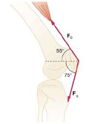 Plantarflexes the foot at the ankle joint. Solved The Upper Leg Muscle Quadriceps Exerts A Force O Chegg Com