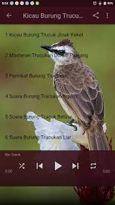 Burung merbah cerukcuk atau yang kita kenal dengan trucukan atau cerocokan merupakan burung pengicau berukuran sedang yang tergolong dalam anggota pycnonotidae. Mp3 Kicau Burung Trucukan Gacor Ngropel 3 0 Apk Androidappsapk Co