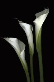 Pin By Senda Negra On Natural Essence White Flowers Pictures Of Calla Lilies White Elegance