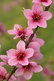 50 State Flowers To Grow Anywhere Beautiful Flowers Photography Peach Blossom Flower Flower Aesthetic