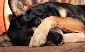 Benadryl dosing for dogs has a narrow safety margin. Dogs And Fireworks 10 Tips To Keep Your Dog Safe And Calm On July 4th