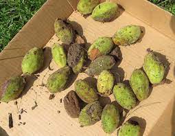 Two or more varieties or seedling trees are necessary to assure adequate cross pollination. Growing Butternut Trees Unh Extension