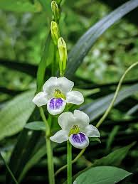 Image result for Asystasia vogeliana