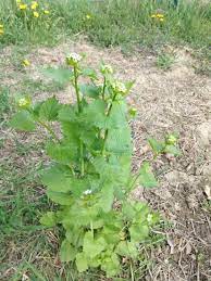 Indigenous plants are those that colonized the island before the arrival of humans. Northeastern Ohio Edible Garden Weeds The Snarky Gardener