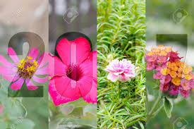 We did not find results for: Happy New Year 2017 In Flower Theme Naturally Beautiful Flowers Stock Photo Picture And Royalty Free Image Image 67896161