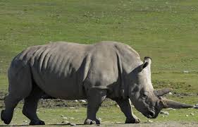 Image result for Orana Park rhinos encounter