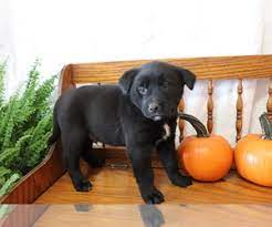 Check spelling or type a new query. View Ad Akita Labrador Retriever Mix Puppy For Sale Near Ohio Shiloh Usa Adn 229509