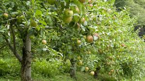 We grow dorsett golden and anna trees. Apples For Se Arizona Spadefoot Nursery