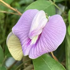 Image result for Centrosema pubescens