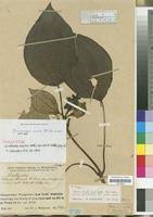 Image result for Ochthocharis dicellandroides