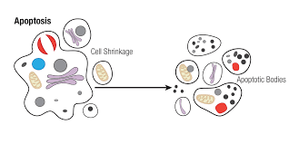Search for info about recessed lighting. Mechanisms Of Cell Death Apoptosis
