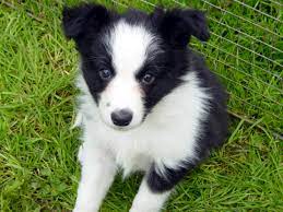 About Us Border Collie Puppies Virginia Holly Creek Border Collies