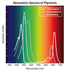 Light And Photosynthetic Pigments The Light Dependent Reactions Photosynthesis Biology Kh Grow Lights For Plants Photosynthesis Writing Science Fiction