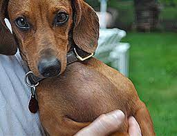 What is the fastest cure for ringworm? Canine Ringworm A Fungal Infection In Dogs