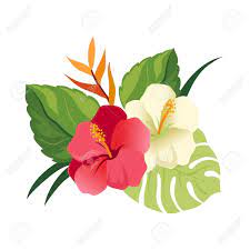 Image Result For Hawaiian Hibiscus Flower Simple Cartoon Hibiscus Flowers Hibiscus