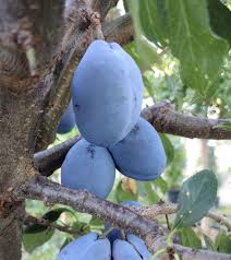 Image result for prunus domestica renkloda althana