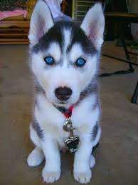 Heute habe ich ein lustige und süße husky welpen video für euch. Hunde Rassehunde Husky Tieranzeigen Seite 4