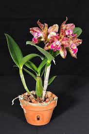 Blc Waianae Leopard Ching Hua Orchid Photo Cattleya Vanda Orchids