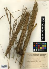 Image result for Elionurus tripsacoides