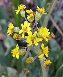 Image result for Senecio luembensis