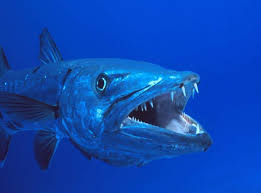 The barracuda air superiority fighter is the most common atmospheric combat aircraft used by the t'au air caste. Barracuda Ocean Animals Ocean Creatures Sea Animals