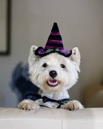 💕🐾 bRoNtE bArLoW OffiCiaL🐾💕