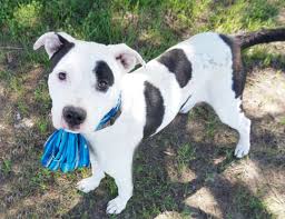 She has focused her 18 year practice career on using different modalities of pain management. Vet To Pet Lara Crazypurplemama
