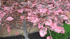 The color fades in the sun of the summer and if not shaded the leaf beech trees are now at greater risk: Dwarf Tri Color Beech Tree Bench S Greenhouse Newslettermarch2016 Tree Flower Garden Plants