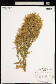 Image result for Anisopappus kirkii