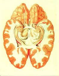 Image result for Limbic System