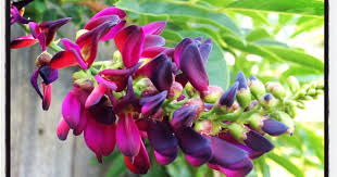 Image result for Millettia