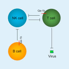 Jul 19, 2021 · 01. Lymphocytes Negatively Regulate Nk Cell Activity Via Qa 1b Following Viral Infection Sciencedirect